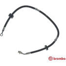 BREMBO Bremsschlauch | T 79 009