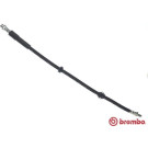 BREMBO Bremsschlauch | T 06 053